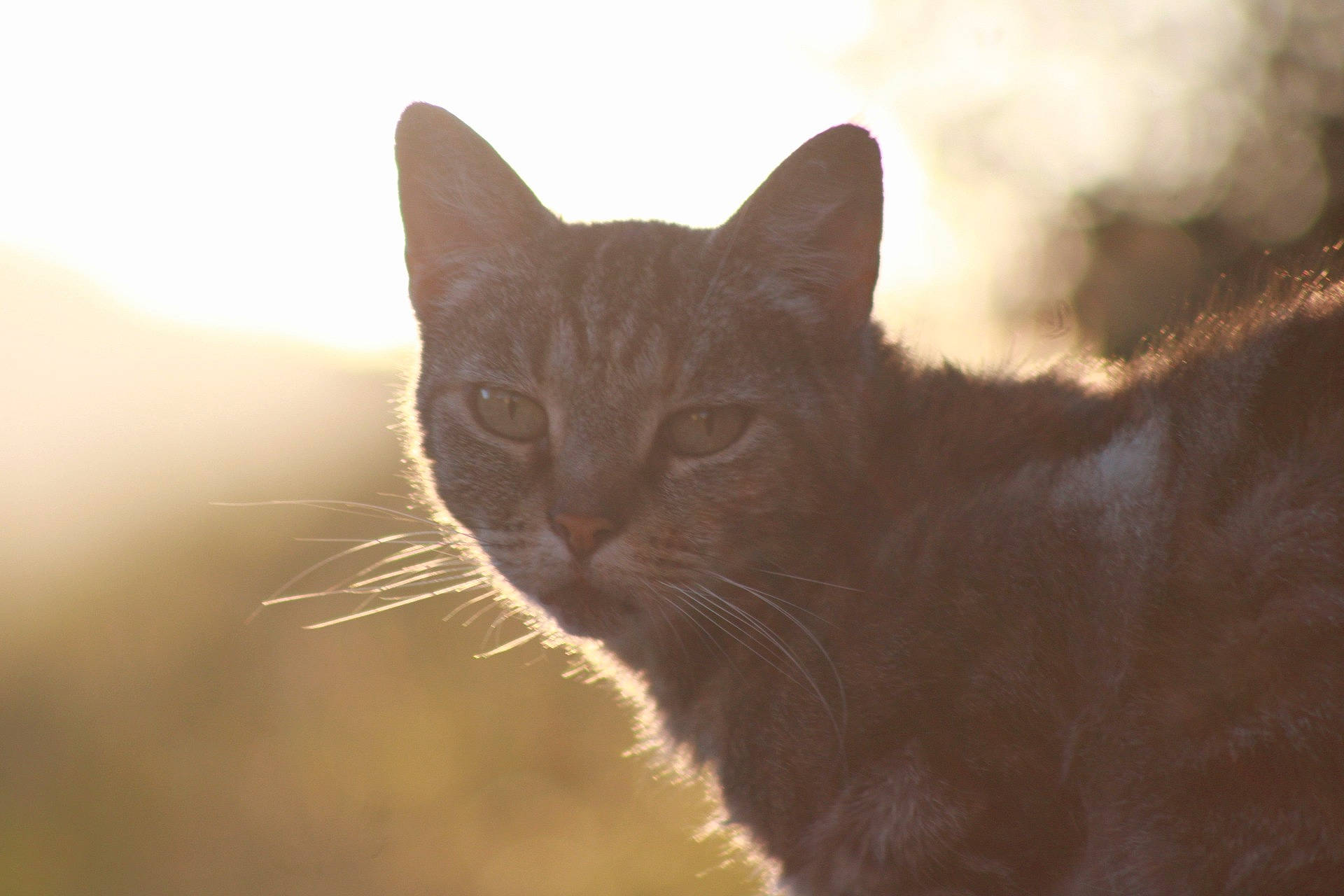 Hermione a rejoint le concours — aidez-le/la à gagner de superbes lots ! carnivore, cat, domestic_short_haired_cat, felidae, fur, grass, sky, small_to_medium_sized_cats, snout, tail, terrestrial_animal, tree, whiskers, wildlife, wood