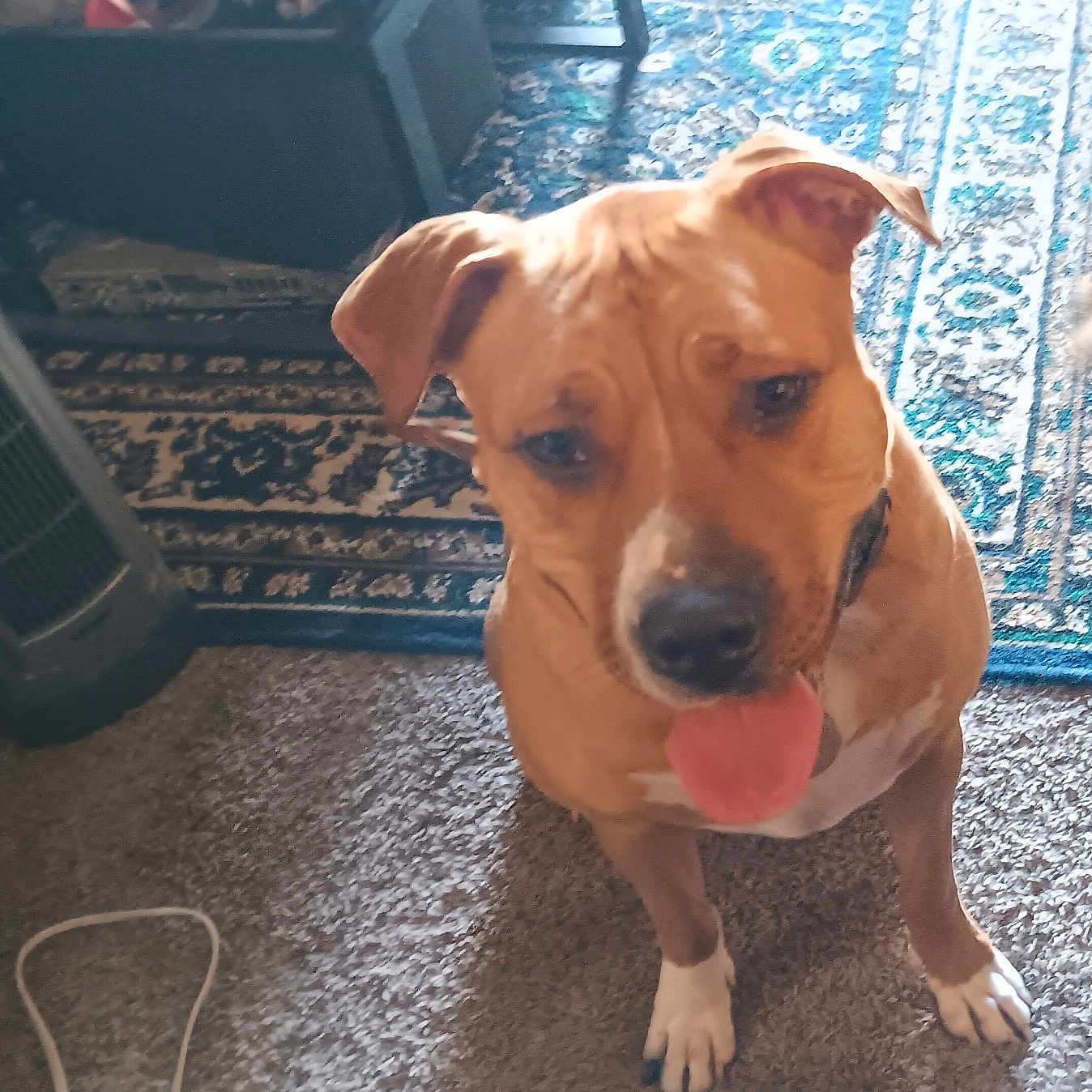 Diamond Jewls joined the competition — help win amazing prizes! animal, brown_dog, canine, carpet, dog, domestic, ears_up, floor, furniture, happy, home, household, indoor, looking_up, pet, rug, sitting, table, tongue_out, white_paws