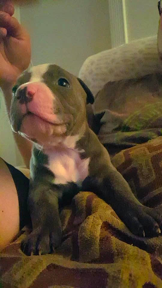 Smokey is registered to the contest to win money with this photo: american_bulldog, american_pit_bull_terrier, american_staffordshire_terrier, bulldog, canidae, carnivore, dog, dog_breed, fawn, mammal, non_sporting_group, pit_bull, puppy, snout, sporting_group, vertebrate