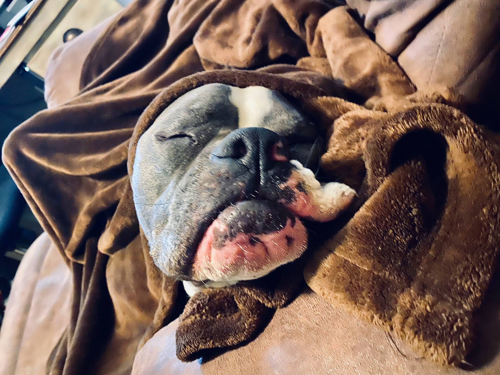 Smokey is registered to the contest to win money with this photo: american_bulldog, ancient_dog_breeds, australian_bulldog, boxer, bulldog, canidae, carnivore, companion_dog, dog, dog_breed, fawn, nap, non_sporting_group, old_english_bulldog, olde_english_bulldogge, rare_breed_dog, snout, valley_bulldog, white_english_bulldog, wrinkle