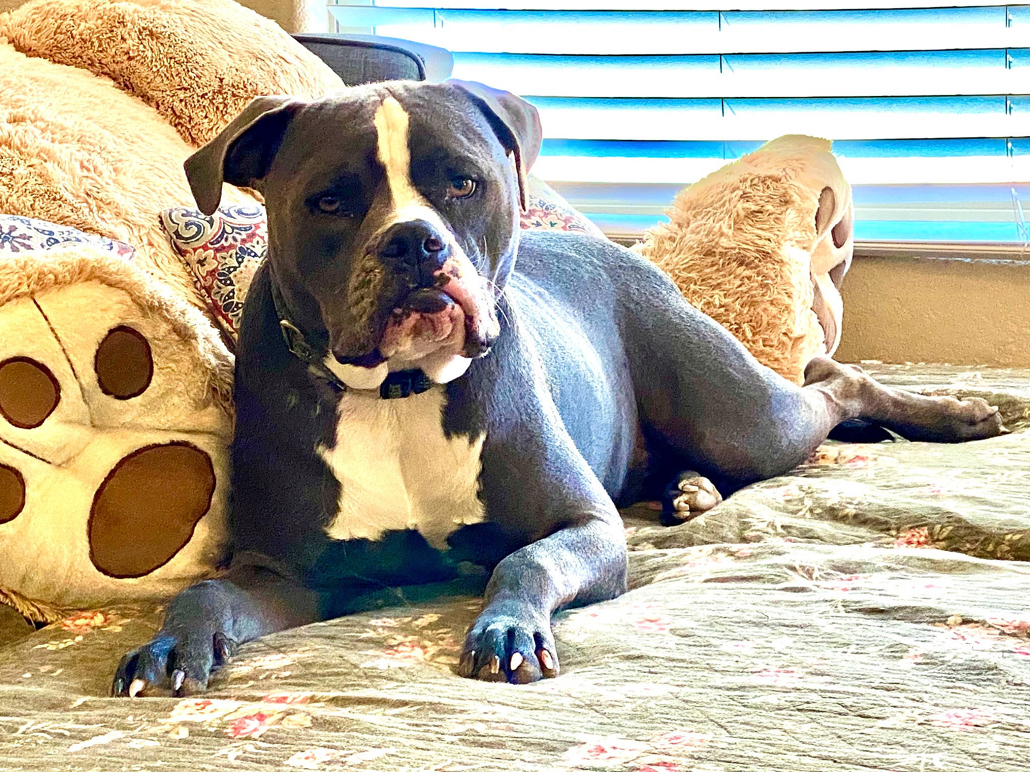 Smokey joined the competition — help win amazing prizes! american_bulldog, american_pit_bull_terrier, american_staffordshire_terrier, ancient_dog_breeds, canidae, carnivore, companion_dog, dog, dog_breed, fawn, mammal, molosser, non_sporting_group, old_english_bulldog, olde_english_bulldogge, perro_de_presa_canario, rare_breed_dog, snout, sporting_group, vertebrate