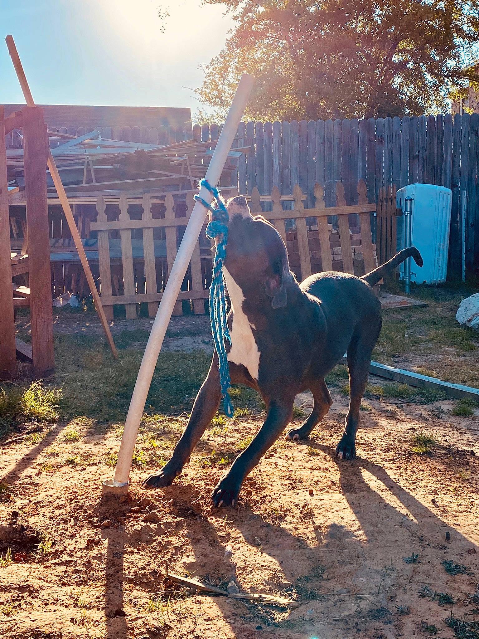 Smokey is registered to the contest to win money with this photo: american_pit_bull_terrier, canidae, carnivore, dog, dog_breed, great_dane, guard_dog, horse, non_sporting_group, sporting_group, stallion, working_dog