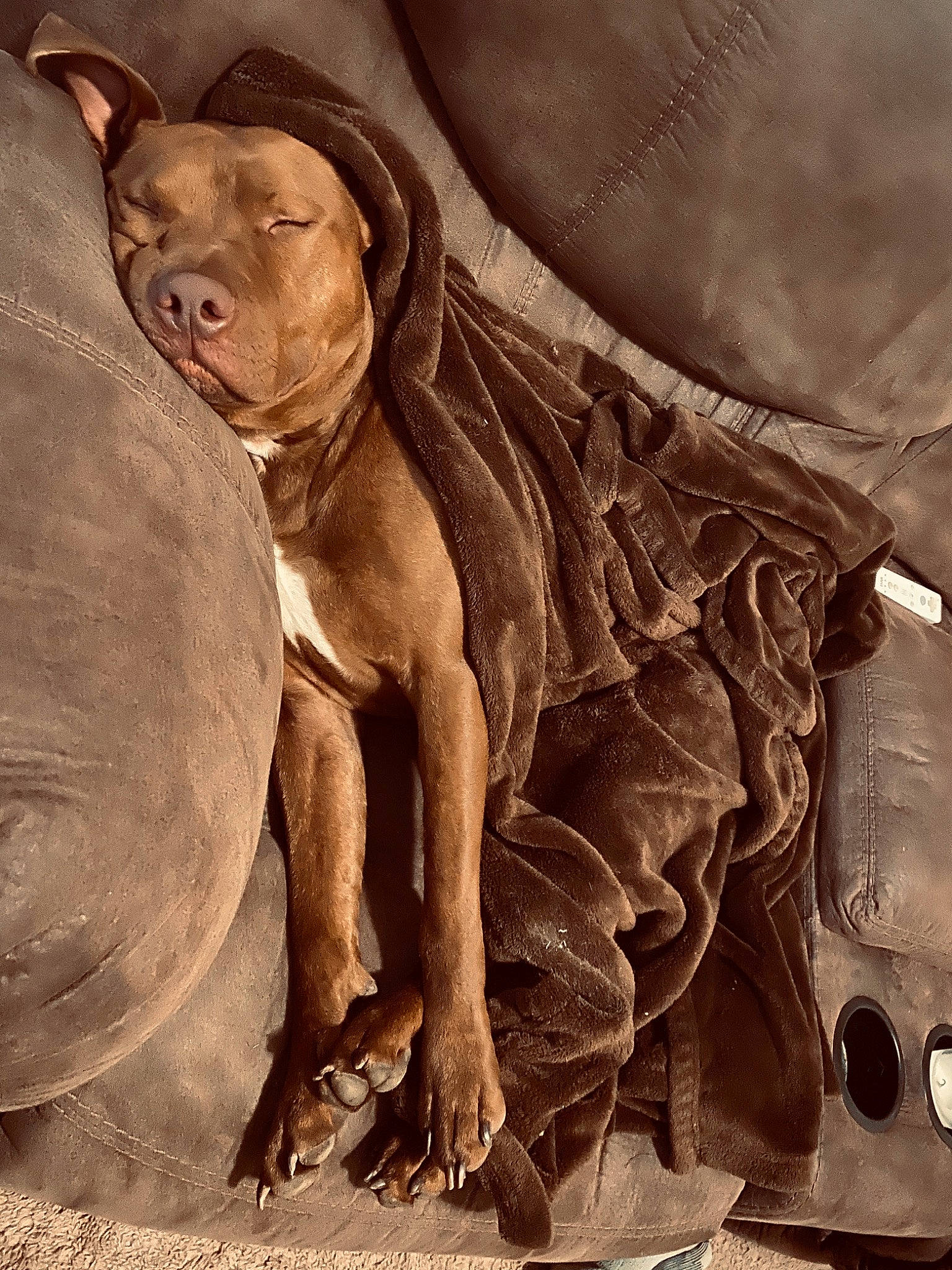 Craig joined the competition — help win amazing prizes! american_pit_bull_terrier, american_staffordshire_terrier, ancient_dog_breeds, canidae, carnivore, cordoba_fighting_dog, dog, dog_breed, fawn, guard_dog, non_sporting_group, pit_bull, sporting_group