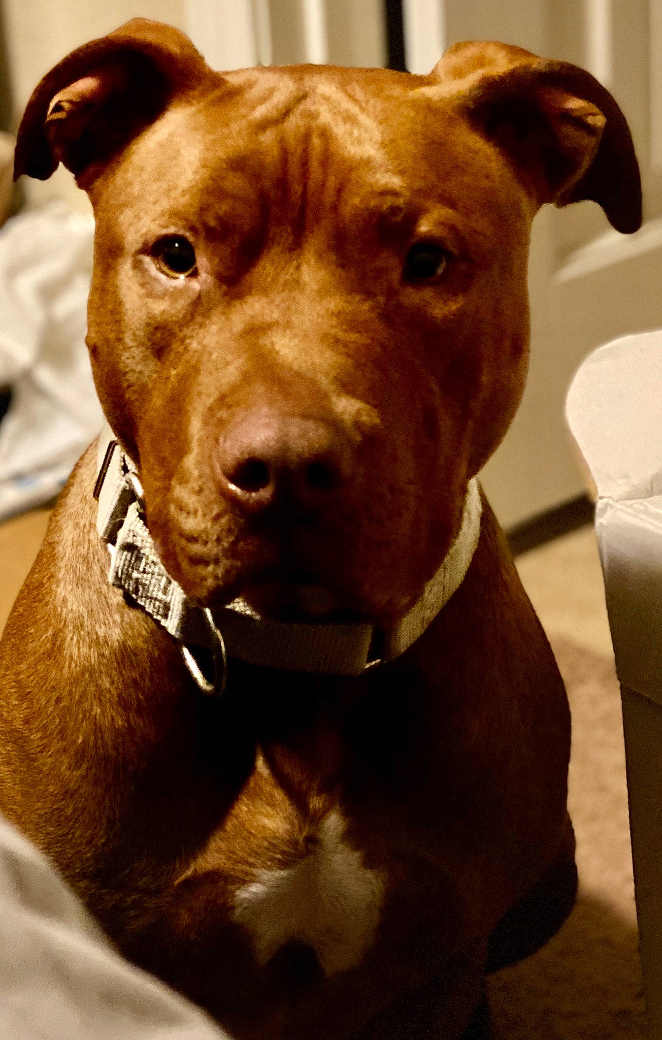 Craig is registered to the contest to win money with this photo: american_pit_bull_terrier, american_staffordshire_terrier, canidae, carnivore, companion_dog, dog, dog_breed, ear, fawn, mammal, non_sporting_group, nose, pit_bull, rare_breed_dog, snout, sporting_group, staffordshire_bull_terrier, terrier, vertebrate, whiskers