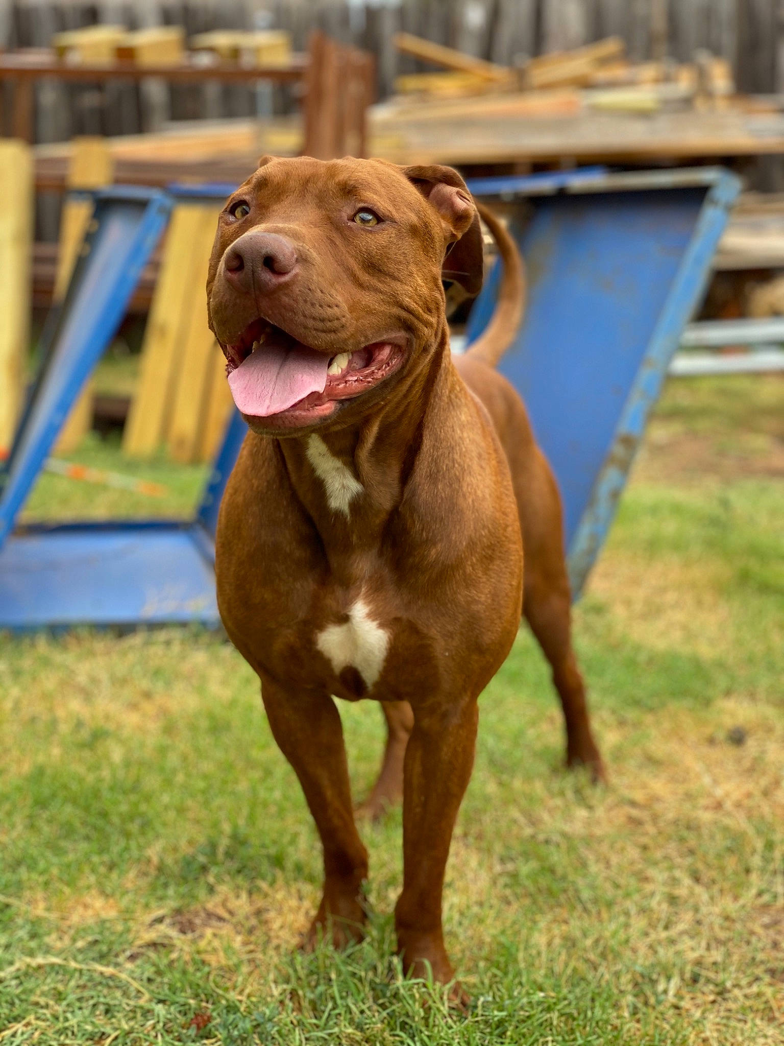 Craig is registered to the contest to win money with this photo: american_pit_bull_terrier, american_staffordshire_terrier, ancient_dog_breeds, bandog, canidae, carnivore, dog, dog_breed, fawn, mammal, molosser, non_sporting_group, pit_bull, rare_breed_dog, snout, sporting_group, vertebrate