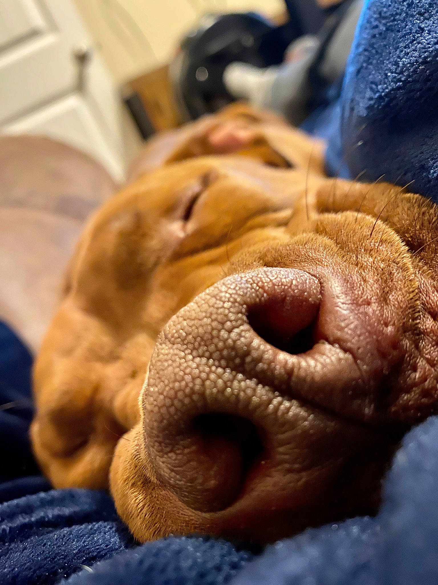 Craig is registered to the contest to win money with this photo: canidae, carnivore, dog, dog_breed, dogue_de_bordeaux, fawn, non_sporting_group, nose, puppy, shar_pei, snout, sporting_group, vizsla, wrinkle