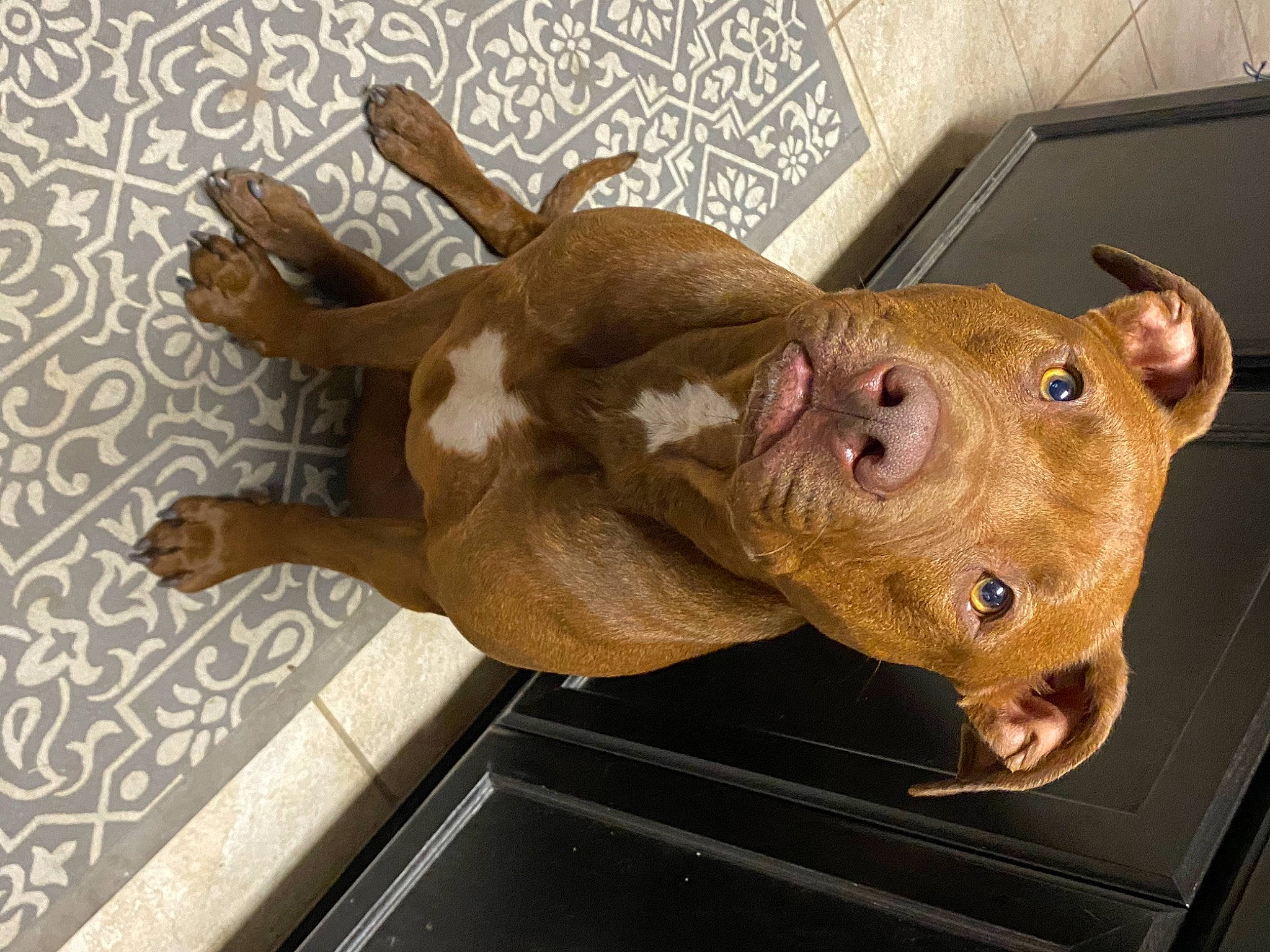 Craig joined the competition — help win amazing prizes! american_pit_bull_terrier, american_staffordshire_terrier, canidae, carnivore, dog, dog_breed, fawn, mammal, non_sporting_group, pit_bull, snout, sporting_group, vertebrate