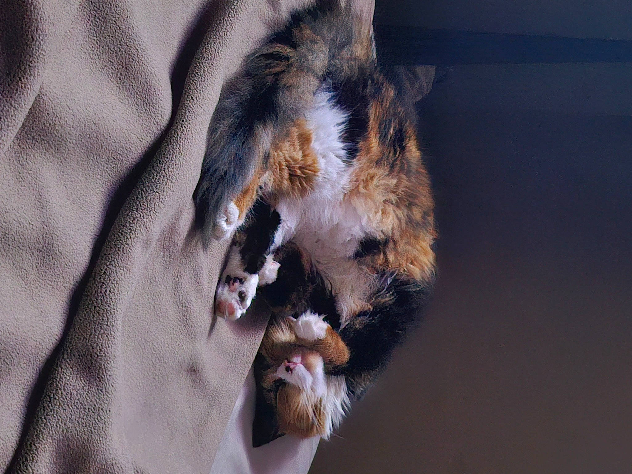 Kitten is registered to the contest to win money with this photo: bat, canidae, carnivore, claw, dog_breed, fang, felidae, fur, gesture, human_leg, jaw, paw, sleeve, small_to_medium_sized_cats, snout, sporting_group, tail, terrestrial_animal, whiskers, yawn