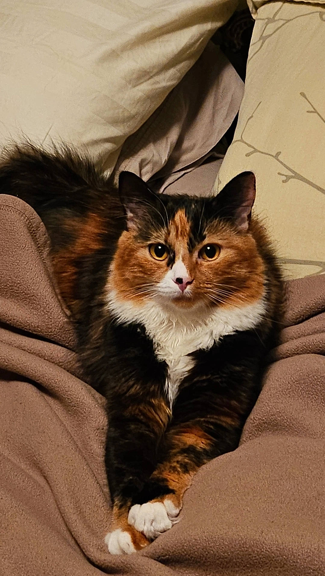 Kitten joined the competition — help win amazing prizes! art, brown, carnivore, cat, comfort, domestic_short_haired_cat, eye, fawn, felidae, fur, sitting, small_to_medium_sized_cats, snout, tail, terrestrial_animal, whiskers, window