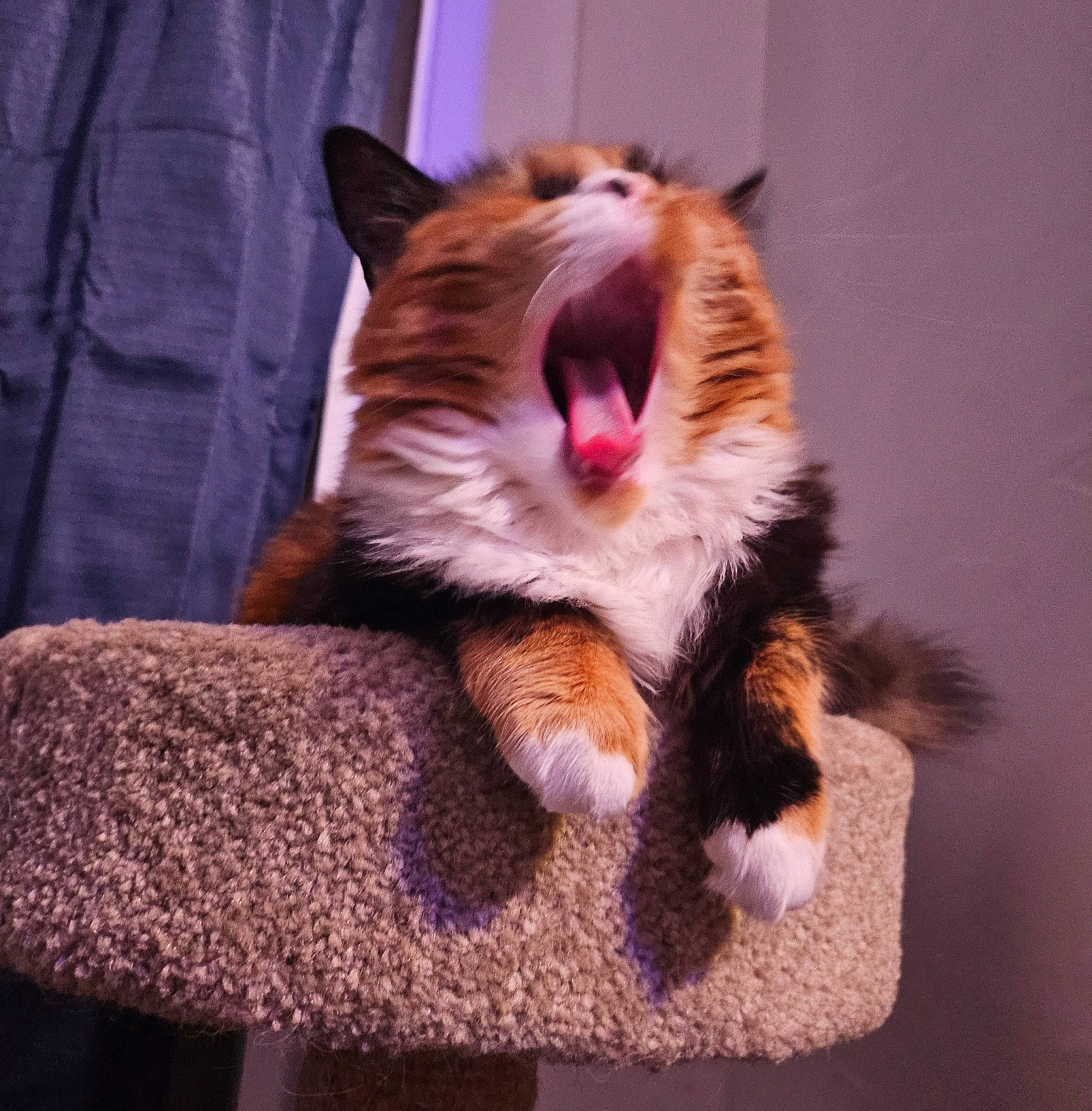 Kitten is registered to the contest to win money with this photo: carnivore, cat, cat_supply, claw, comfort, companion_dog, domestic_short_haired_cat, eye, fang, fawn, felidae, foot, fur, paw, small_to_medium_sized_cats, snout, tail, whiskers, window, yawn