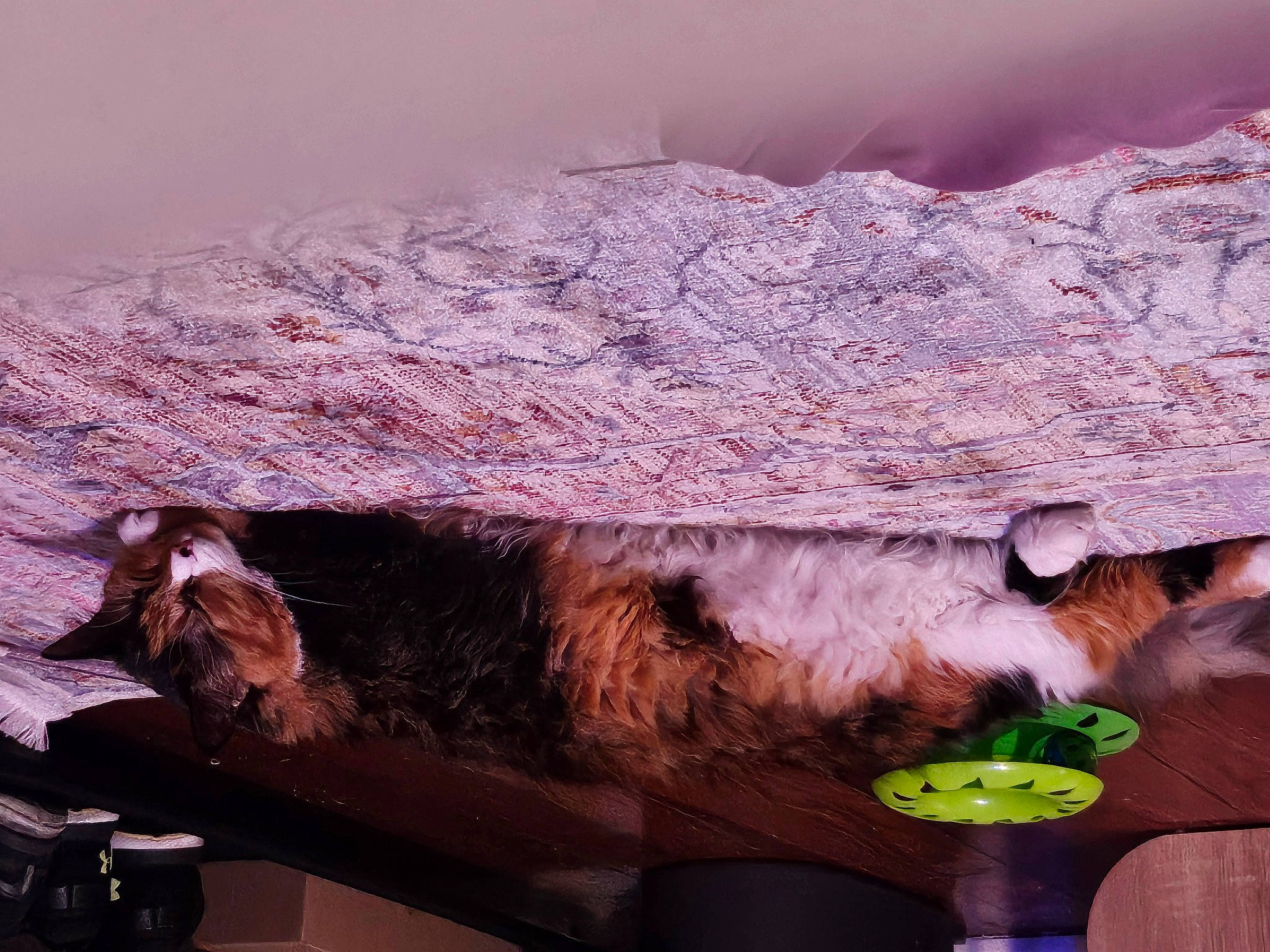 Kitten is registered to the contest to win money with this photo: art, fawn, feather, flesh, fur, landscape, rock, room, sculpture, tail, tree, trunk, twig, visual_arts, wildlife, wood, working_animal