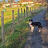 Aïko participe au concours pour gagner de l'argent avec cette photo : dog, path, fence, grass, tree, sky, house, field, sunlight, nature, outdoor, canine, animal, rural, daytime, walking, leisure, scenery, blue_sky, autumn