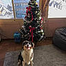 dog, christmas_tree, ribbons, ornaments, carpet, window, indoor, holiday, decorations, pet, smiling, sunlight, furniture, floor, cozy, living_room, festive, red, green, black_and_white