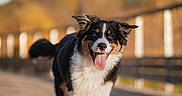 Aïko a rejoint le concours — aidez-le/la à gagner de superbes lots ! animal, autumn, blurred_background, border_collie, bridge, canine, daytime, dog, ears_flapping, fall, happy, nature, outdoor, pet, portrait, running, sunlight, tongue_out, walking, wooden