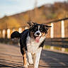 dog, border_collie, animal, canine, pet, outdoor, bridge, wooden, fall, autumn, sunlight, happy, tongue_out, running, ears_flapping, portrait, nature, daytime, blurred_background, walking