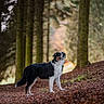 Aïko a rejoint le concours — aidez-le/la à gagner de superbes lots ! dog, forest, trees, leaves, nature, outdoor, animal, black_and_white, standing, canine, woods, background_blur, daylight, fur, alert, ground, scenery, mammal, pet, environment