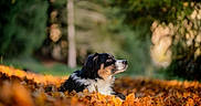 Aïko a rejoint le concours — aidez-le/la à gagner de superbes lots ! dog, autumn, leaves, outdoor, nature, forest, animal, portrait, fall, canine, fur, peaceful, brown, black, white, background_blur, seasonal, leaf_litter, side_view, calm