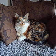 Mascara participe au concours pour gagner de l'argent avec cette photo : cat, calico, cushion, brown, patterned, blanket, gray, feline, pet, indoor, resting, fur, whiskers, tail, eyes, comfort, cozy, household, animal, relaxing