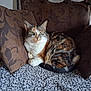 cat, calico, cushion, brown, patterned, blanket, gray, feline, pet, indoor, resting, fur, whiskers, tail, eyes, comfort, cozy, household, animal, relaxing