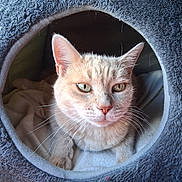 Valerie Lecomte a rejoint le concours — aidez-le/la à gagner de superbes lots ! cat, pet, animal, feline, cozy, bed, furry, orange_cat, whiskers, indoor, blanket, cute, resting, soft, fur, closeup, portrait, relaxed, eye_contact, nest