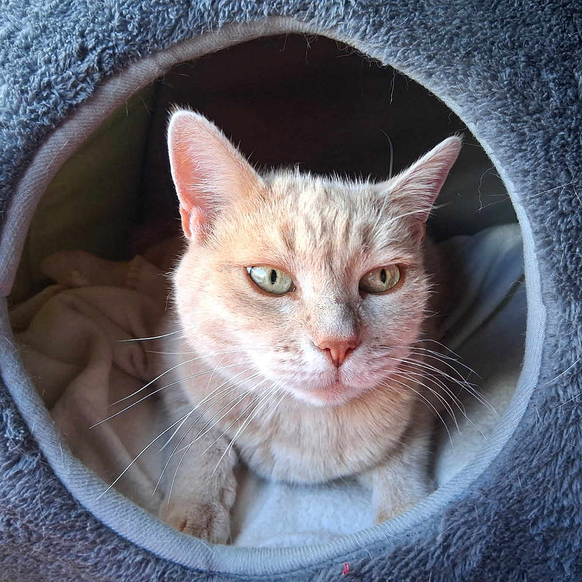 Valerie Lecomte a rejoint le concours — aidez-le/la à gagner de superbes lots ! animal, bed, blanket, cat, closeup, cozy, cute, eye_contact, feline, fur, furry, indoor, nest, orange_cat, pet, portrait, relaxed, resting, soft, whiskers