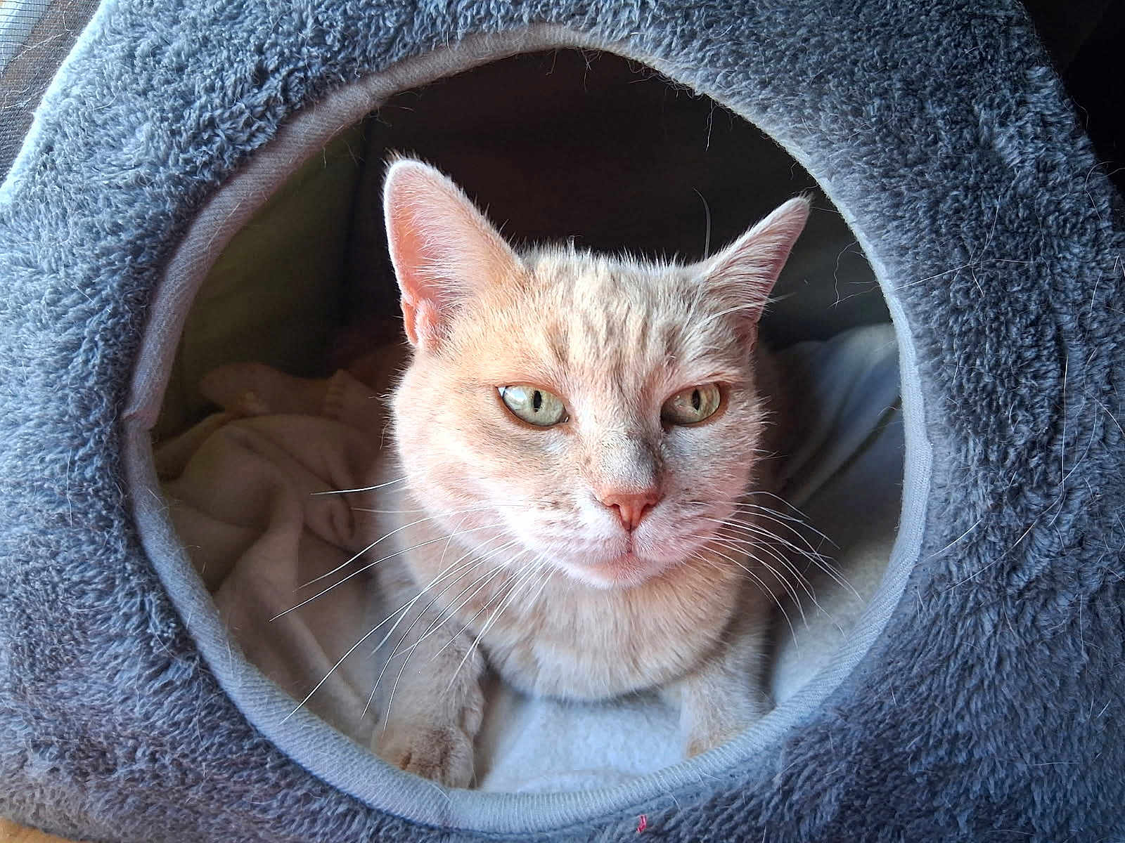 Valerie Lecomte a rejoint le concours — aidez-le/la à gagner de superbes lots ! cat, pet, animal, feline, cozy, bed, furry, orange_cat, whiskers, indoor, blanket, cute, resting, soft, fur, closeup, portrait, relaxed, eye_contact, nest