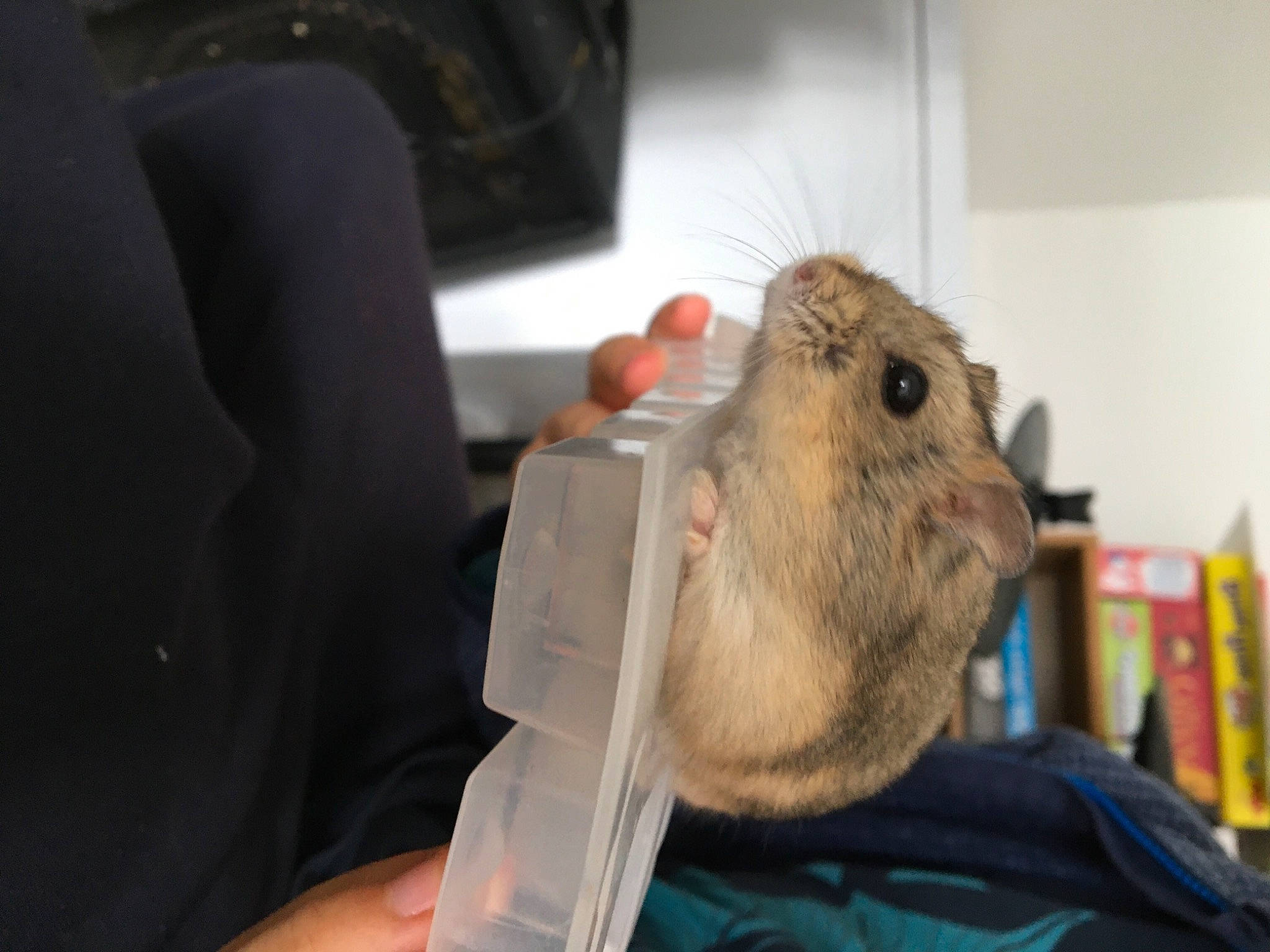 Chilli joined the competition — help win amazing prizes! bookcase, claw, degu, eye, facial_hair, fawn, fur, gerbil, guinea_pig, hamster, mouse, muridae, muroidea, rat, rodent, science, service, shelf, snout, whiskers