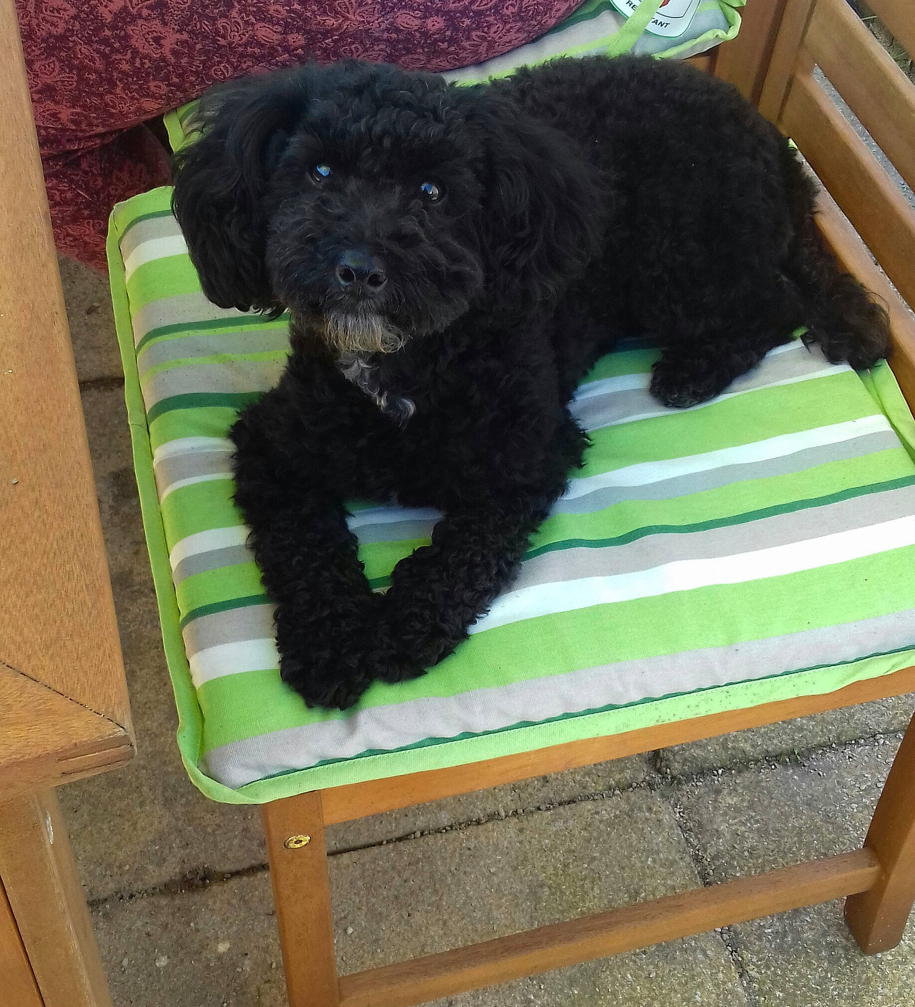 Felicity joined the competition — help win amazing prizes! barbet, canidae, carnivore, cavapoo, cockapoo, companion_dog, dog, dog_breed, labradoodle, mammal, miniature_poodle, poodle_crossbreed, portuguese_water_dog, puppy, rare_breed_dog, schnoodle, spanish_water_dog, sporting_group, toy_poodle, vertebrate