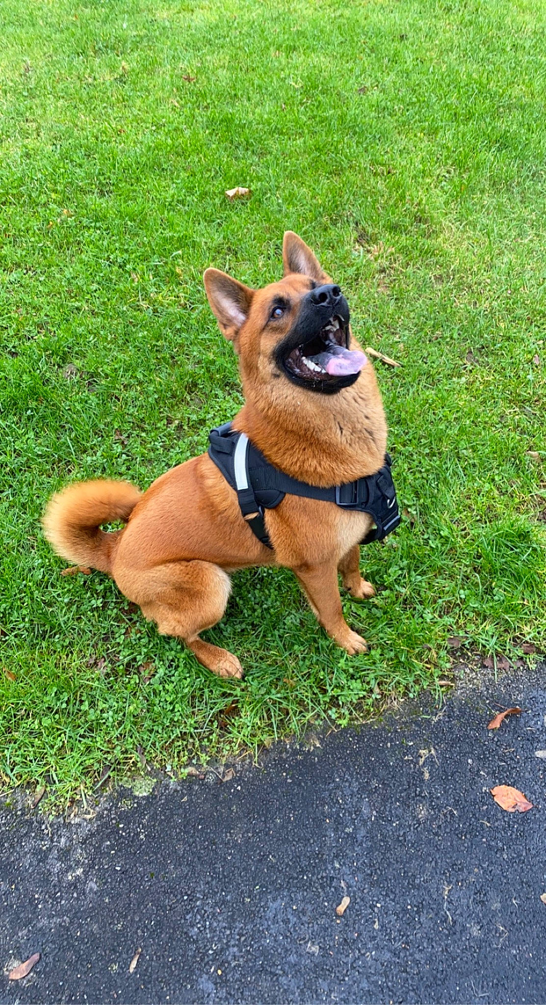 Laska participe au concours pour gagner de l'argent avec cette photo : biting, canidae, carnivore, collar, companion_dog, dog, dog_breed, dog_collar, dog_supply, fawn, grass, herding_dog, leash, road_surface, snout, sporting_group, tail, terrestrial_animal, working_animal, working_dog