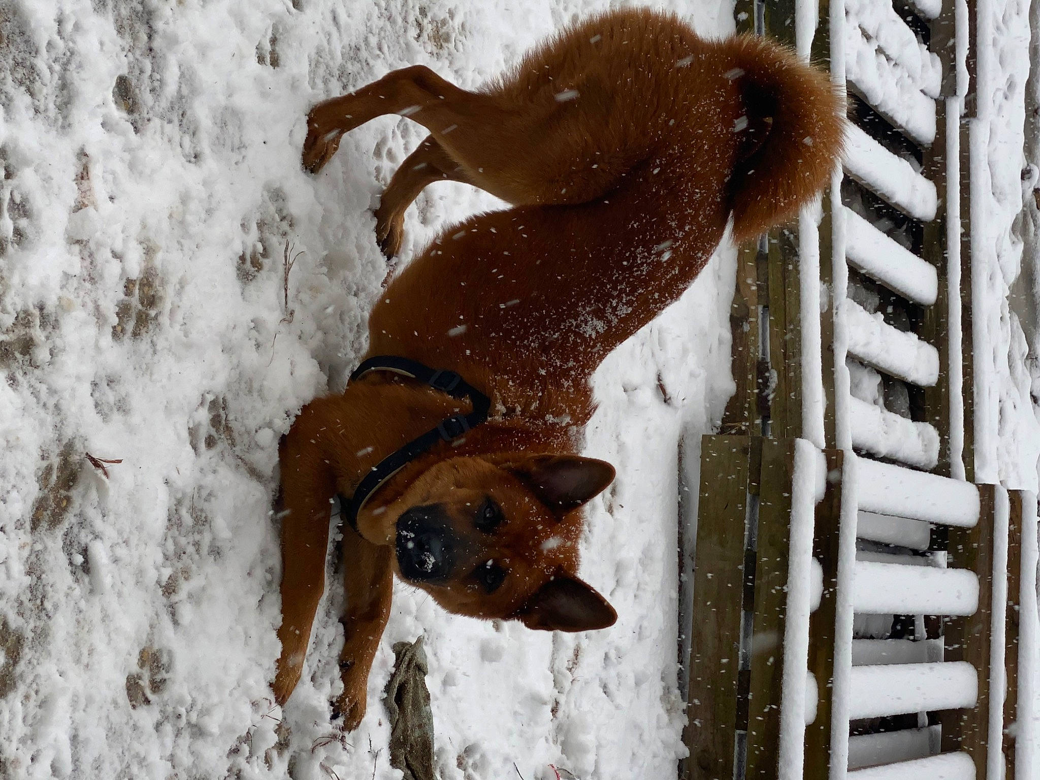 Laska participe au concours pour gagner de l'argent avec cette photo : brown, canidae, carnivore, collar, companion_dog, dog, dog_breed, dog_supply, fawn, freezing, fun, liver, pet_supply, precipitation, snout, snow, sporting_group, tail, winter, working_animal