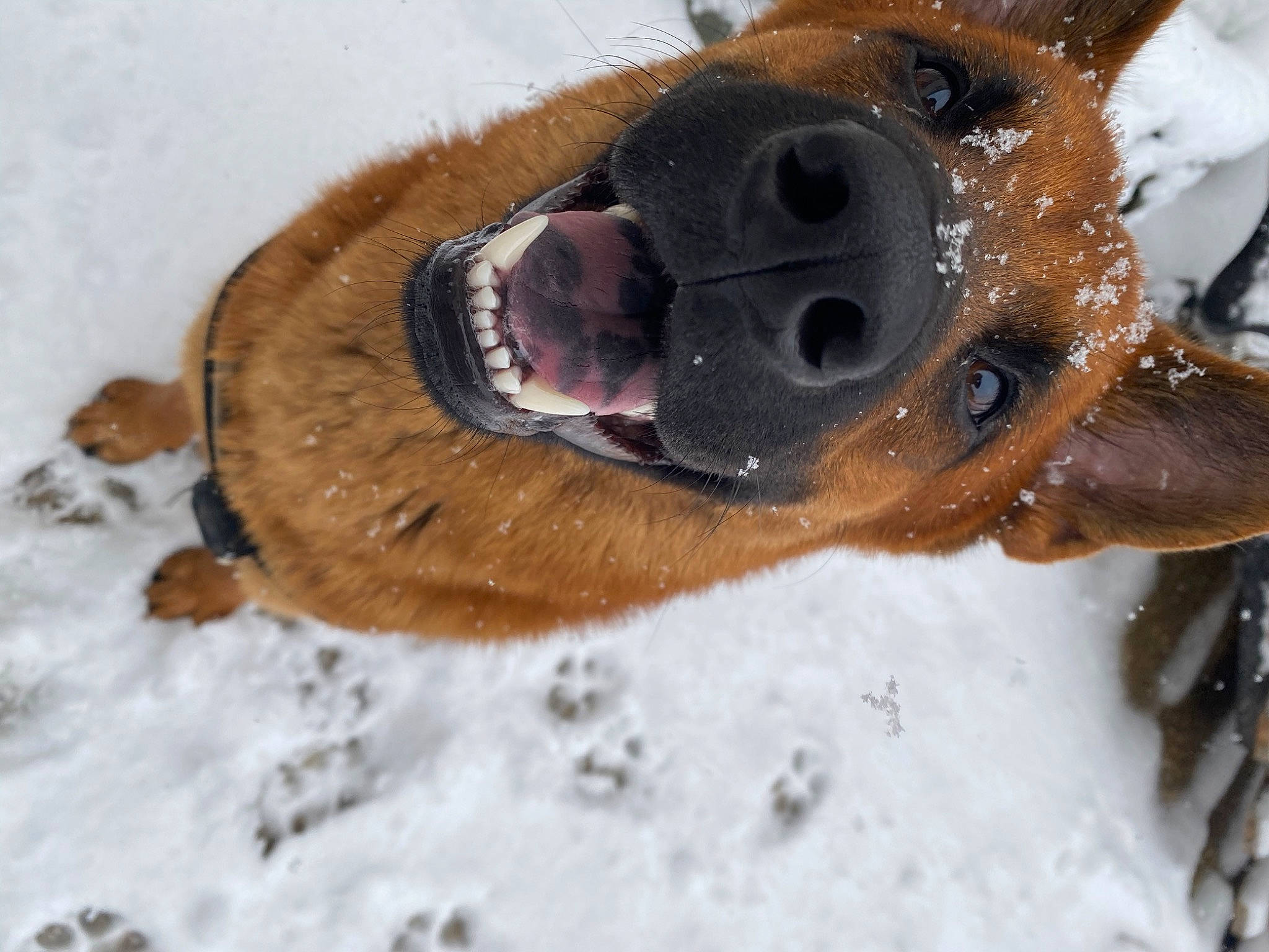 Laska participe au concours pour gagner de l'argent avec cette photo : canidae, carnivore, collar, companion_dog, dog, dog_breed, freezing, fur, liver, pet_supply, precipitation, snow, sporting_group, terrestrial_animal, whiskers, wildlife, winter, working_animal