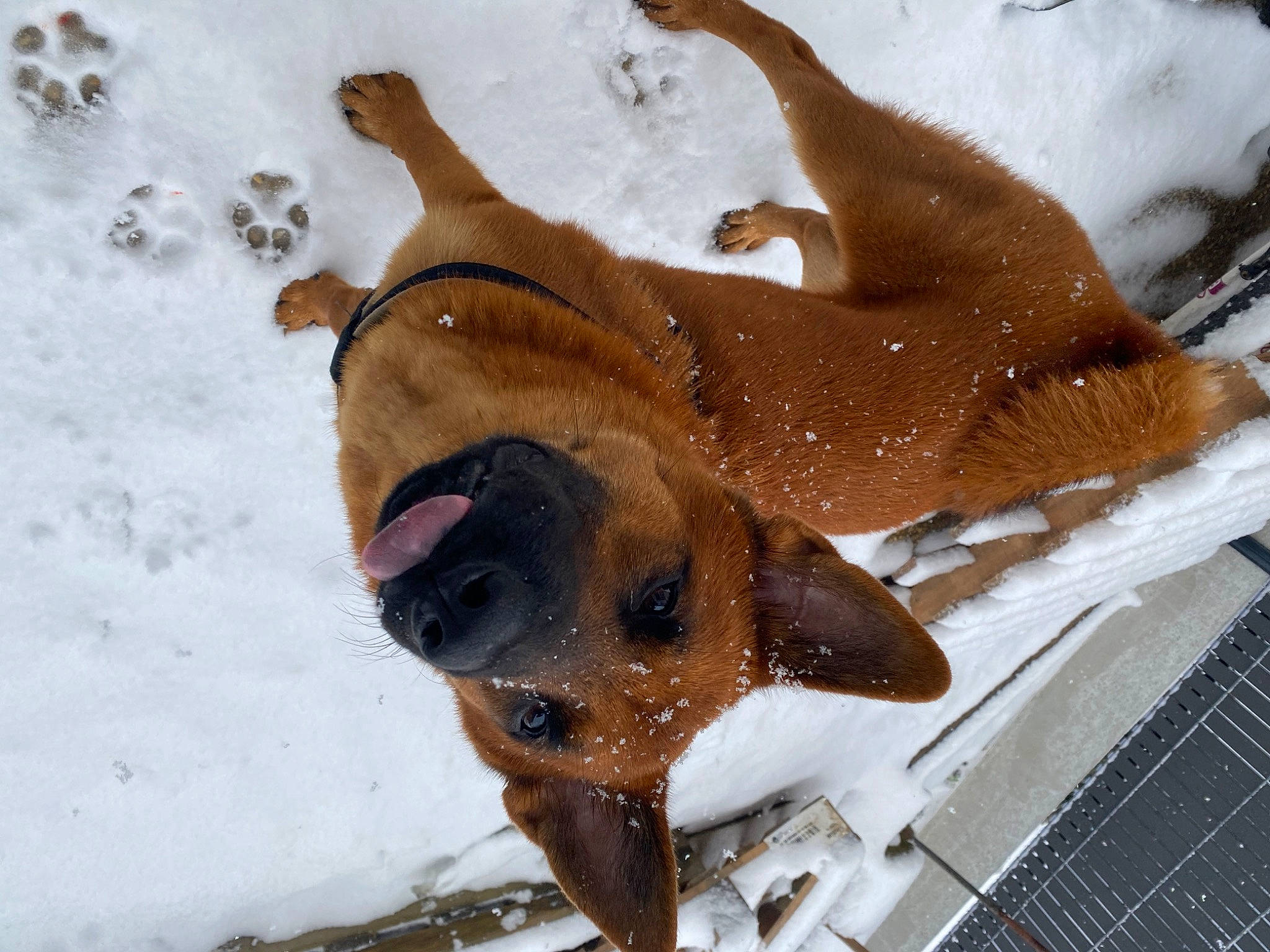 Laska a rejoint le concours — aidez-le/la à gagner de superbes lots ! canidae, carnivore, companion_dog, dog, dog_breed, dog_supply, fawn, food, freezing, fur, ingredient, liver, paw, pet_supply, snout, snow, sporting_group, tail, winter, working_animal