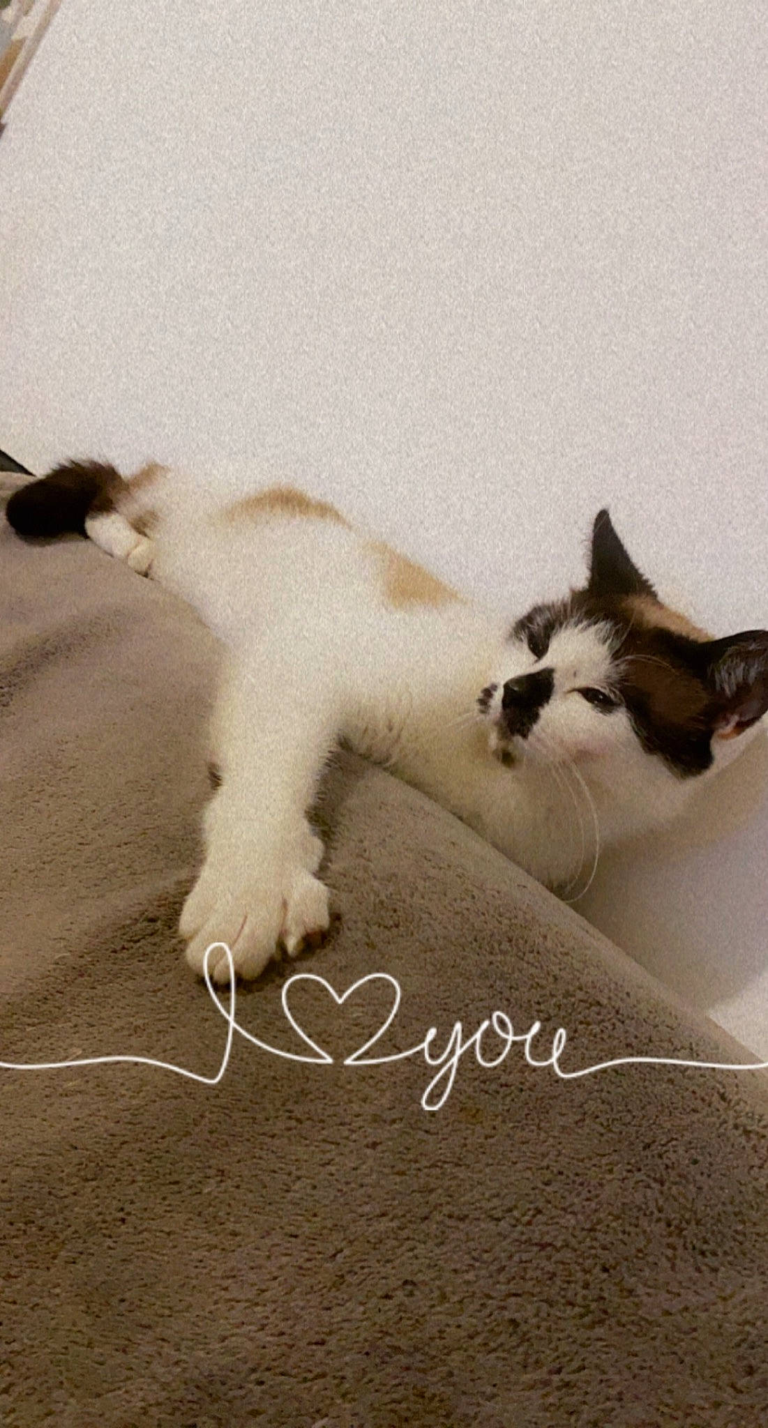 Mimoune participe au concours pour gagner de l'argent avec cette photo : art, carnivore, cat, claw, comfort, domestic_short_haired_cat, felidae, font, formal_wear, fur, happy, paw, photo_caption, sand, small_to_medium_sized_cats, square, tail, terrestrial_animal, whiskers, window