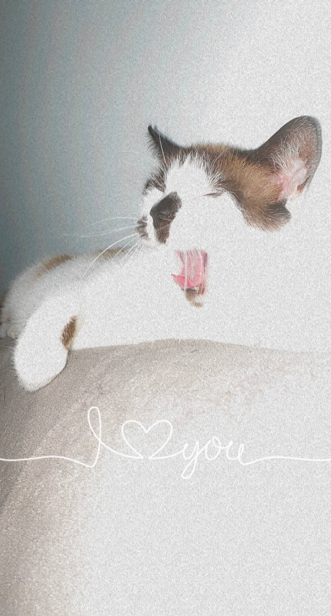 Mimoune a rejoint le concours — aidez-le/la à gagner de superbes lots ! carnivore, cat, companion_dog, dog_breed, eye, fang, fawn, felidae, foot, grey, head, jaw, paw, roar, small_to_medium_sized_cats, smile, snout, tail, whiskers, yawn