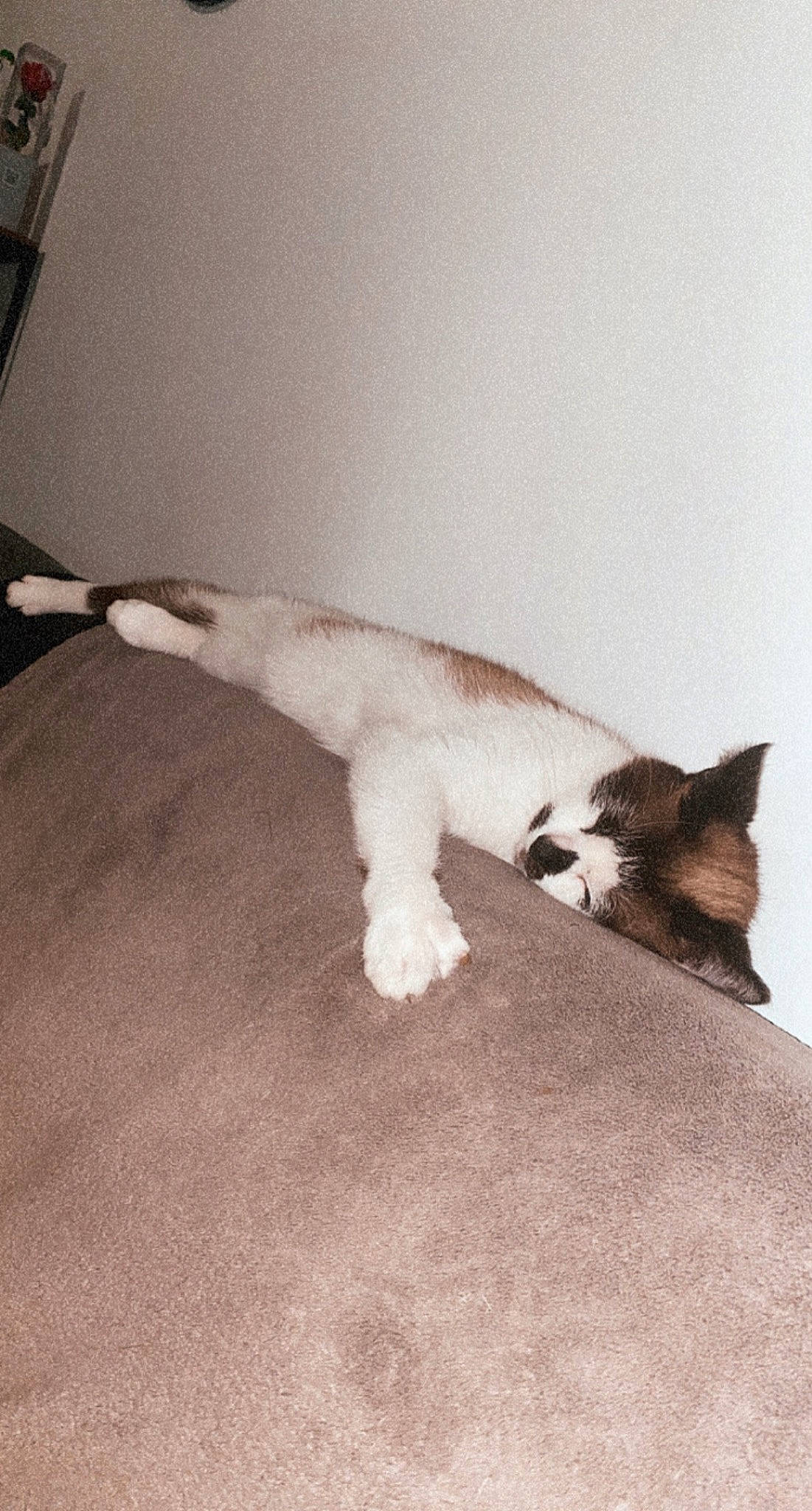 Mimoune a rejoint le concours — aidez-le/la à gagner de superbes lots ! carnivore, cat, comfort, domestic_short_haired_cat, fawn, felidae, flooring, fur, grey, hardwood, linens, monochrome, monochrome_photography, paw, small_to_medium_sized_cats, snout, tail, tints_and_shades, whiskers, wood