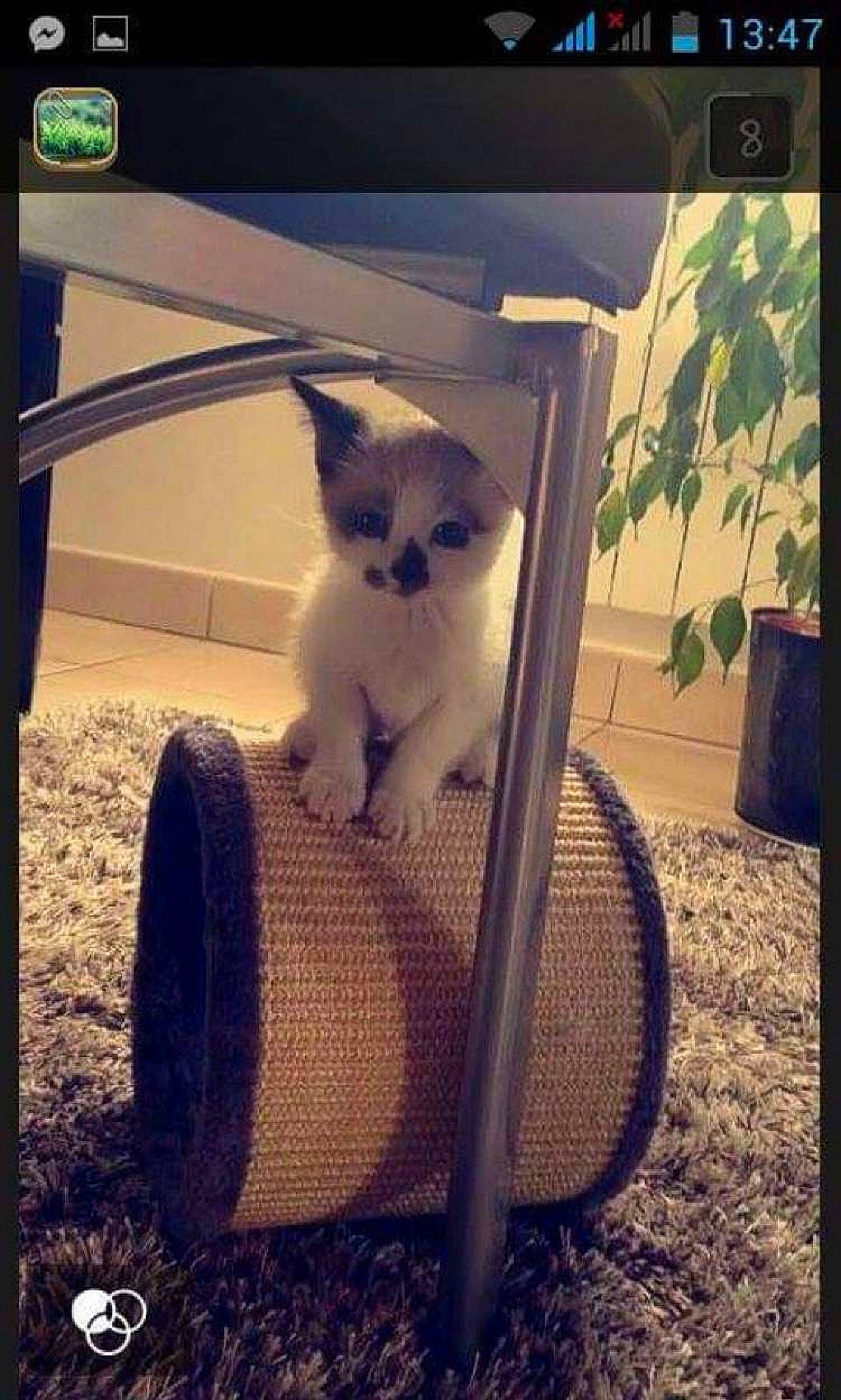 Mimoune a rejoint le concours — aidez-le/la à gagner de superbes lots ! automotive_tire, carnivore, cat, cat_supply, chair, comfort, companion_dog, fawn, felidae, grass, morning, photo_caption, plant, rectangle, small_to_medium_sized_cats, tail, tints_and_shades, tire, whiskers, window