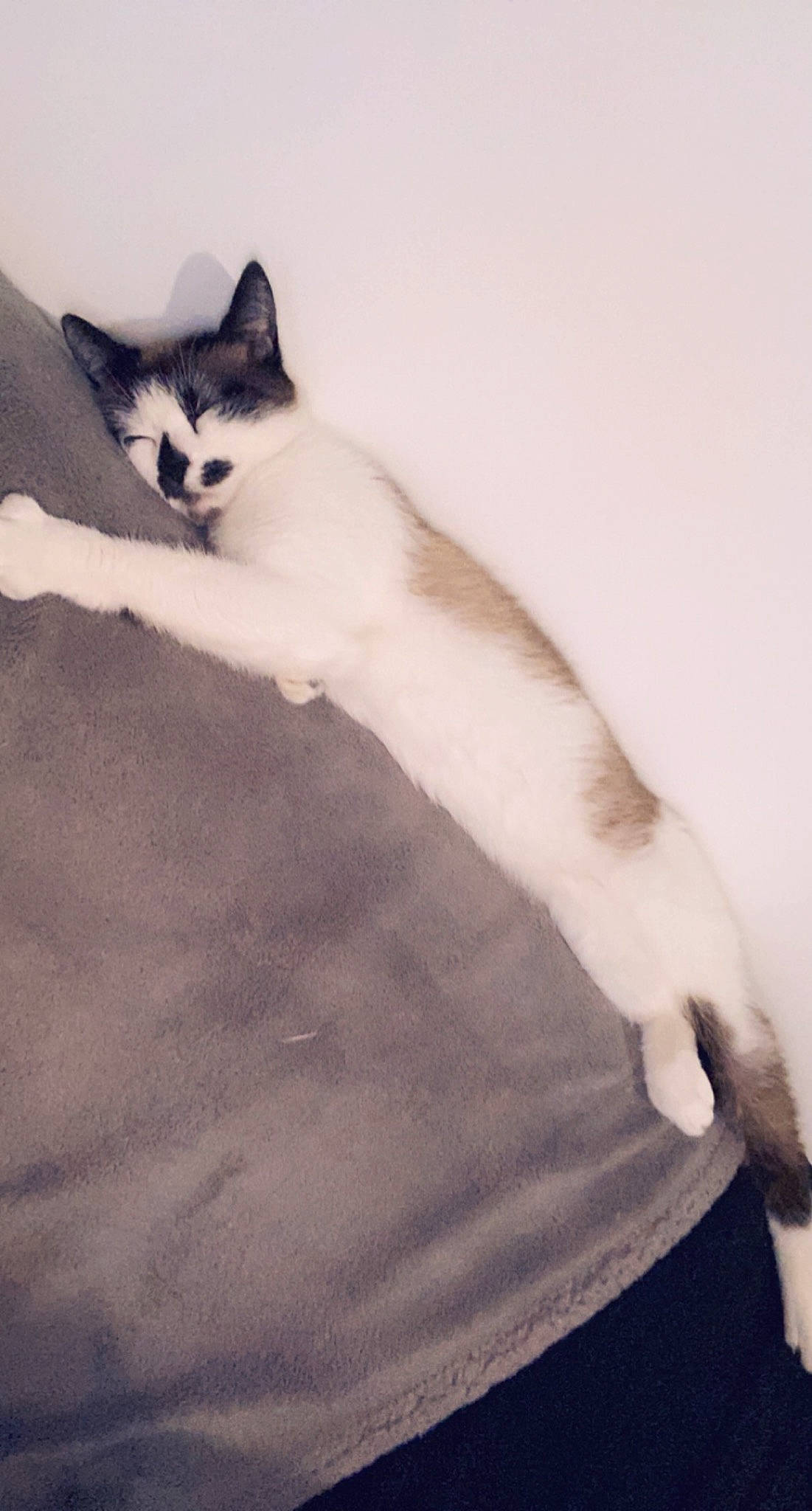 Mimoune participe au concours pour gagner de l'argent avec cette photo : carnivore, cat, claw, comfort, domestic_short_haired_cat, eye, felidae, foot, fur, monochrome, monochrome_photography, paw, shadow, sitting, small_to_medium_sized_cats, snout, tail, terrestrial_animal, whiskers