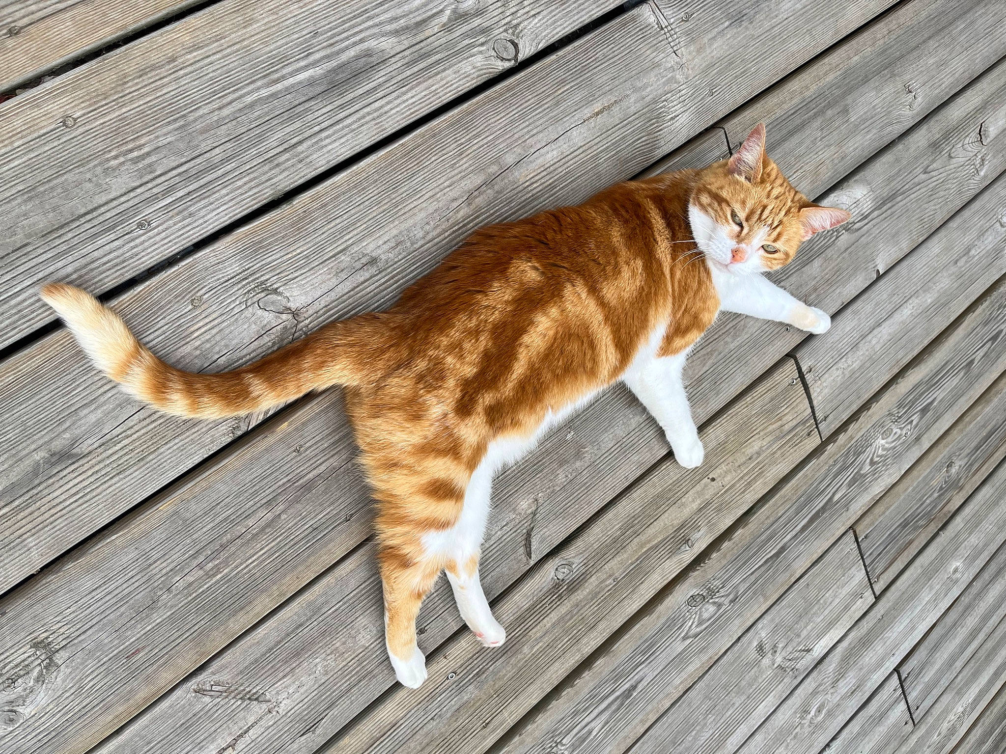 Gaby participe au concours pour gagner de l'argent avec cette photo : brown, carnivore, cat, domestic_short_haired_cat, fawn, felidae, flooring, foot, fur, grass, hardwood, line, paw, plank, small_to_medium_sized_cats, tail, terrestrial_animal, whiskers, wood, wood_stain