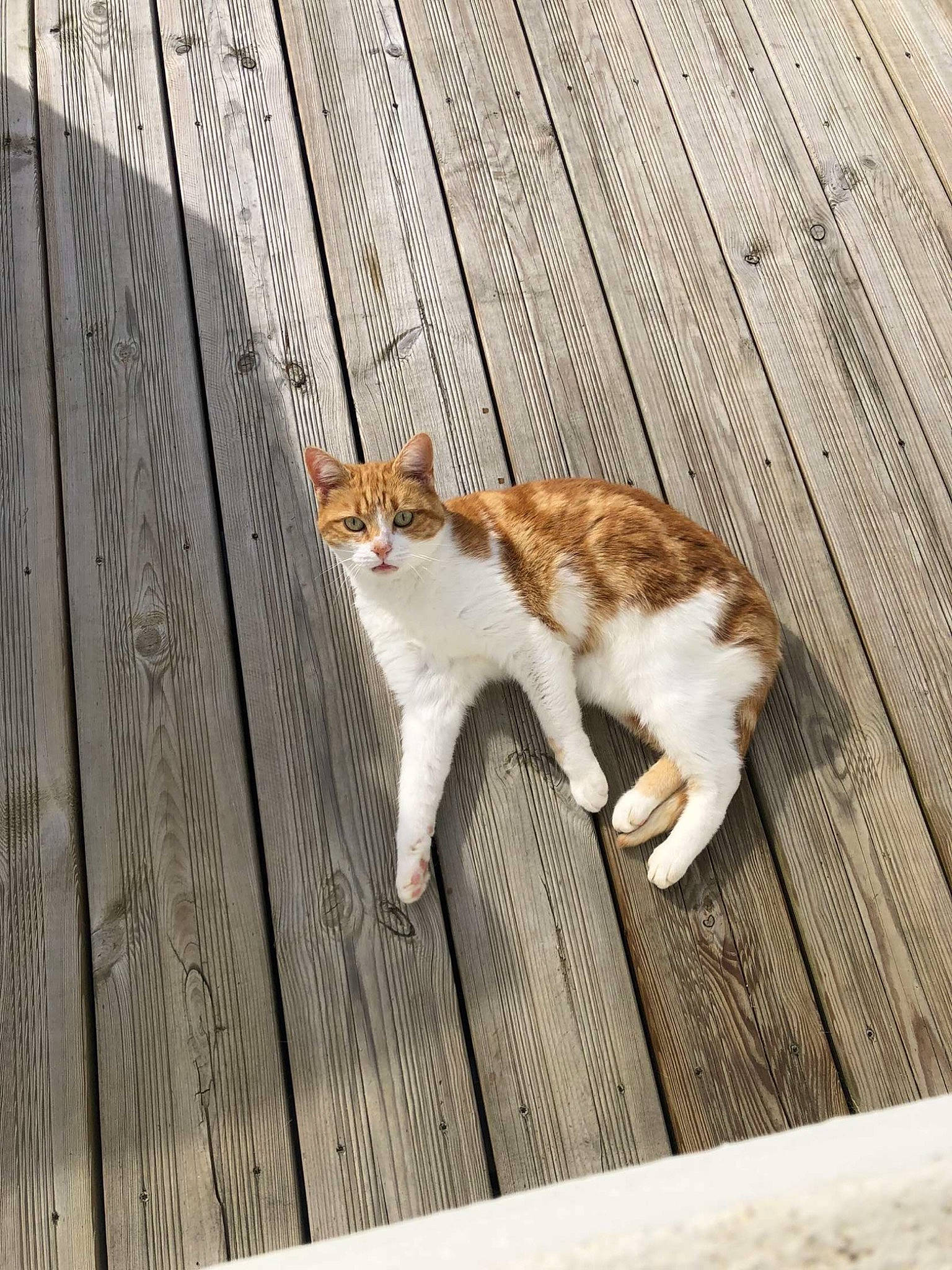 Gaby a rejoint le concours — aidez-le/la à gagner de superbes lots ! carnivore, cat, domestic_short_haired_cat, eye, fawn, felidae, flooring, fur, grass, hardwood, human_leg, plank, sitting, small_to_medium_sized_cats, snout, tail, terrestrial_animal, tree, whiskers, wood