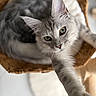 cat, gray_tabby, wicker_basket, stretching, paw, green_eyes, fur, curious, close_up, pet, domestic_animal, indoor, cozy, soft_light, focus, animal, whiskers, relaxing, feline, basket