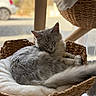 cat, gray_cat, sleeping, basket, woven_basket, blanket, cozy, indoor, natural_light, feline, pet, fur, relaxing, curled_up, tail, ears, whiskers, window, blurred_background, daylight