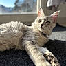 cat, fluffy, light_colored, lounging, stretching, paws, carpet, sunlight, window, indoor, relaxed, curious, pet, animal, feline, whiskers, ears, close_up, daylight, shadow