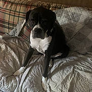 Remi is registered to the contest to win money with this photo: dog, black_and_white, pet, portrait, sitting, bed, quilt, blanket, pillow, bedroom, indoor, home, furniture, canine, short_hair, white_chest, white_paws, dark_coat, looking_at_camera, cozy
