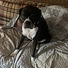 dog, black_and_white, pet, portrait, sitting, bed, quilt, blanket, pillow, bedroom, indoor, home, furniture, canine, short_hair, white_chest, white_paws, dark_coat, looking_at_camera, cozy