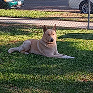 Pretzel is registered to the contest to win money with this photo: dog, grass, lawn, outdoor, sunlight, fence, pet, canine, parked_car, suburban, relaxed, daytime, animal, nature, quiet, resting, domestic_animal, shadow, sidewalk, collar