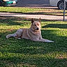 dog, grass, lawn, outdoor, sunlight, fence, pet, canine, parked_car, suburban, relaxed, daytime, animal, nature, quiet, resting, domestic_animal, shadow, sidewalk, collar