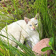 Shifu joined the competition — help win amazing prizes! cat, white_cat, blue_eyes, grass, rocks, nature, outdoor, animal, pet, feline, resting, greenery, wild, camouflage, peaceful, closeup, mammal, whiskers, ear, pink_nose