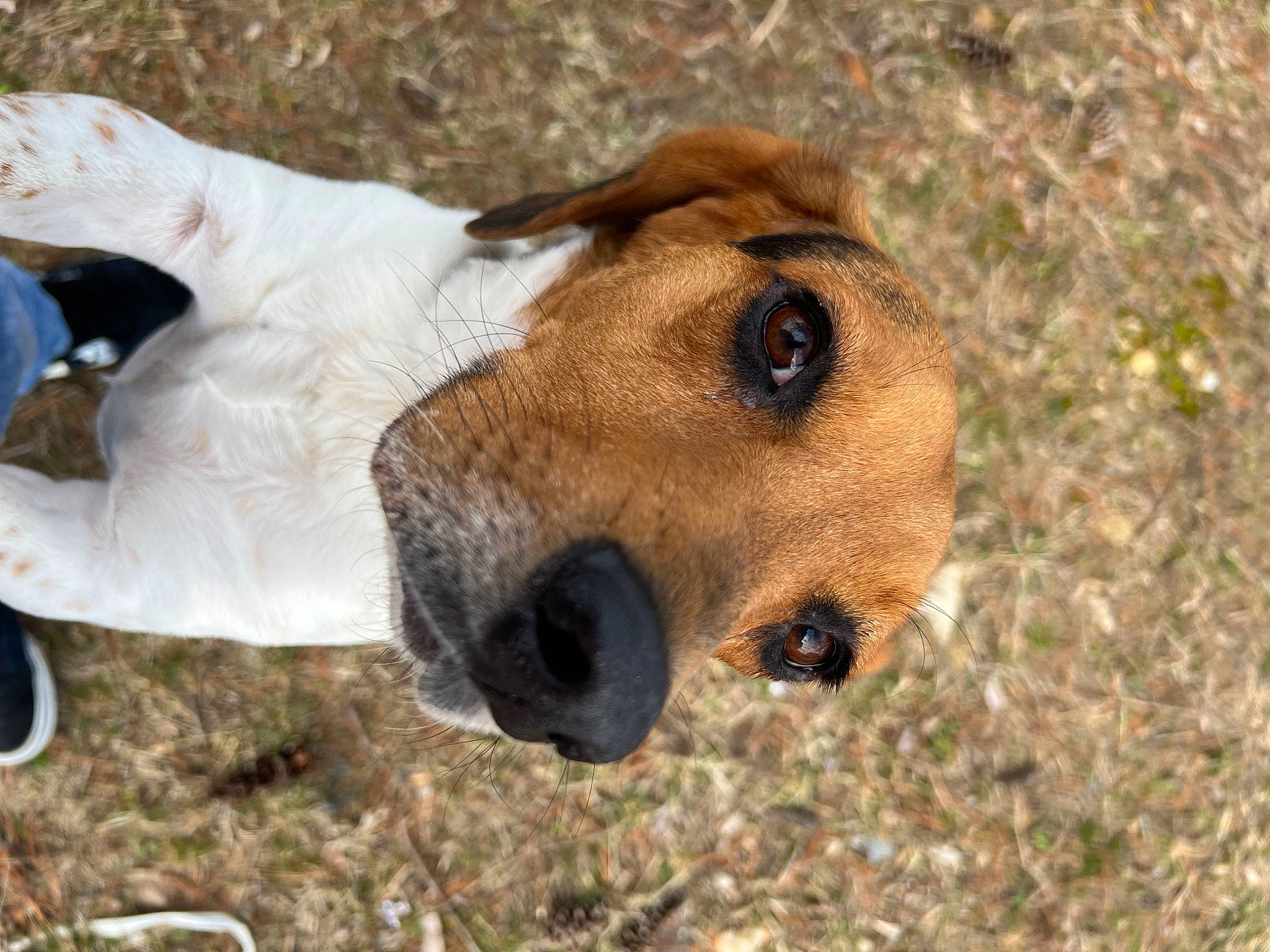 Martin joined the competition — help win amazing prizes! canidae, carnivore, collar, companion_dog, dog, dog_breed, dog_collar, dog_supply, ear, fawn, fur, grass, paw, pet_supply, snout, sporting_group, street_dog, terrestrial_animal, whiskers, working_animal