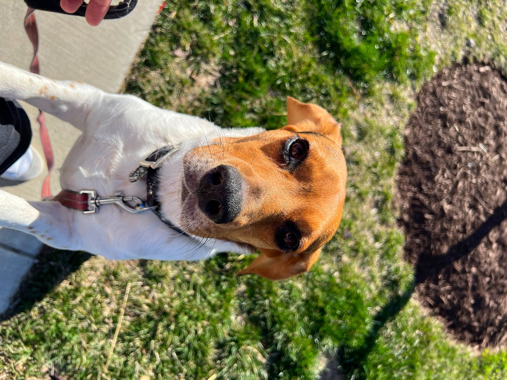 Martin is registered to the contest to win money with this photo: canidae, carnivore, collar, companion_dog, dog, dog_breed, dog_collar, dog_supply, eyewear, fawn, grass, leash, plant, smile, snout, sporting_group, sunglasses, whiskers, working_animal, working_dog