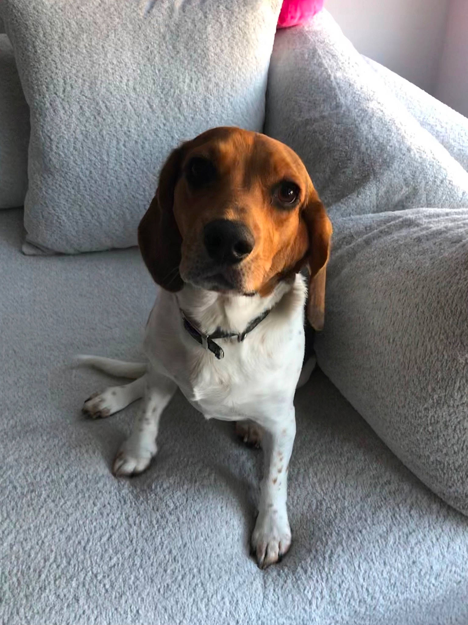 Martin is registered to the contest to win money with this photo: canidae, carnivore, collar, comfort, companion_dog, dog, dog_breed, hound, scent_hound, snout, sporting_group, terrestrial_animal